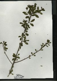 Ilex mucronata image