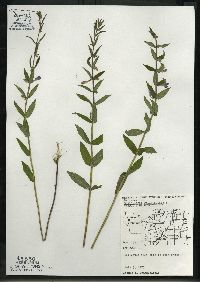 Scutellaria galericulata image