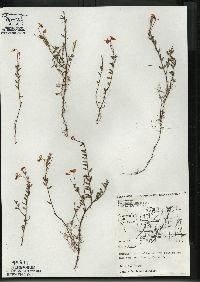 Vaccinium oxycoccos image