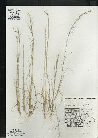 Aristida basiramea image