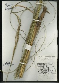 Spartina pectinata image