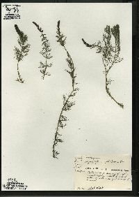 Myriophyllum sibiricum image