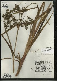 Scirpus microcarpus image