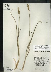 Carex stipata var. stipata image