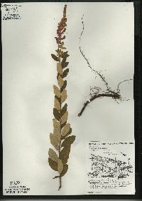 Spiraea tomentosa image