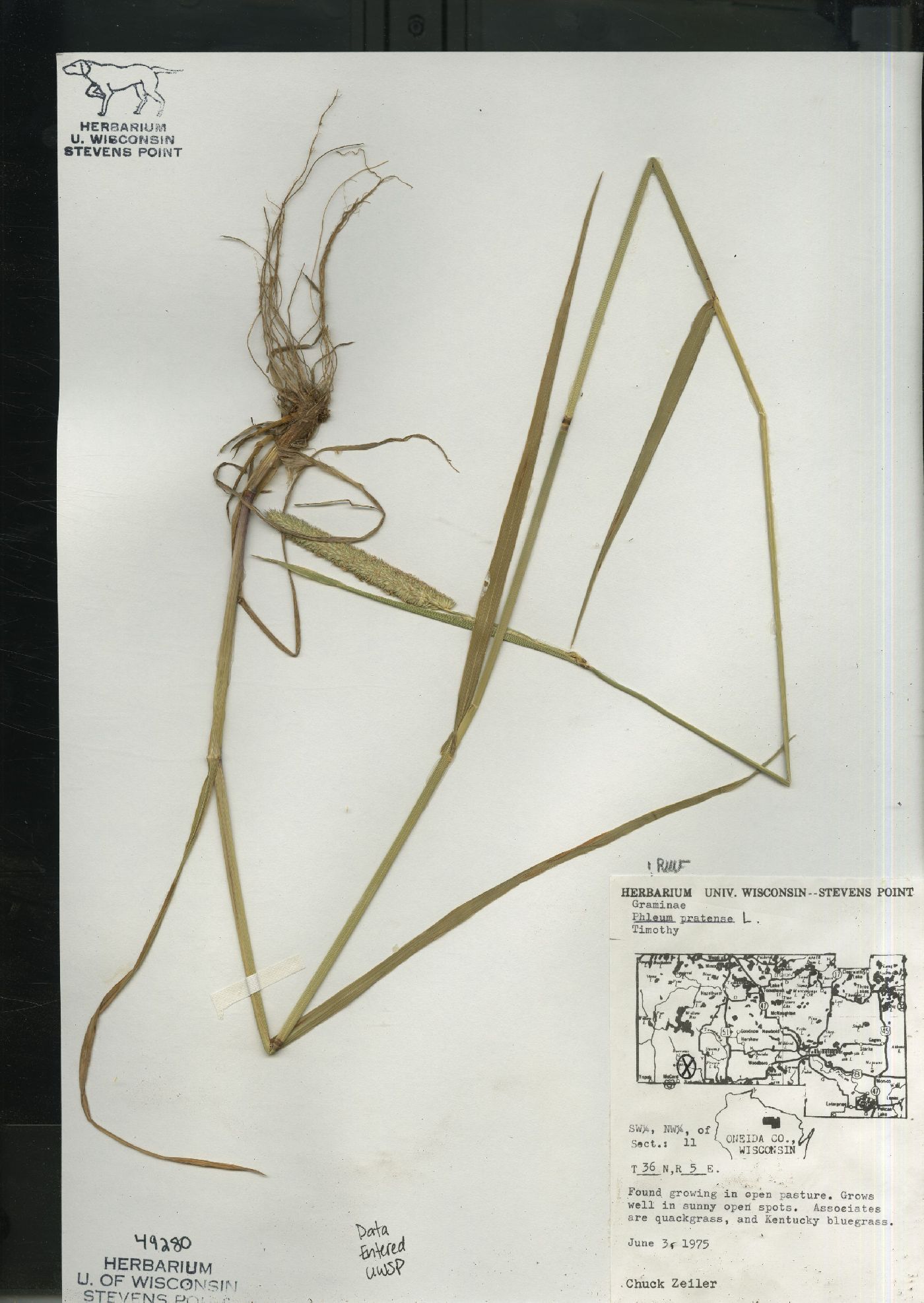 Phleum pratense subsp. pratense image