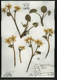 Caltha palustris image