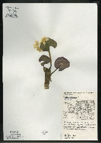 Caltha palustris image