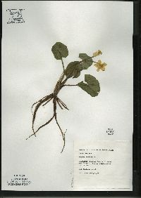 Caltha palustris image