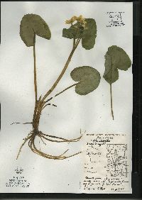 Caltha palustris image