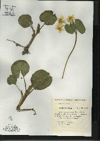 Caltha palustris image