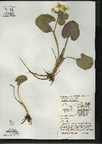 Caltha palustris image