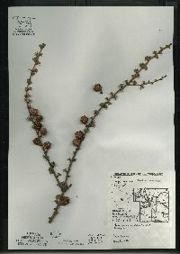 Larix laricina image