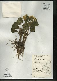 Caltha palustris image