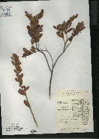 Chamaedaphne calyculata image