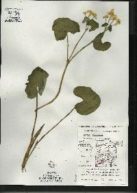 Caltha palustris image