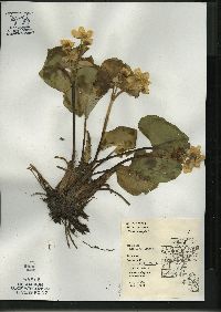 Caltha palustris image