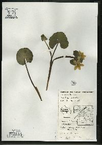 Caltha palustris image