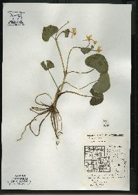 Caltha palustris image