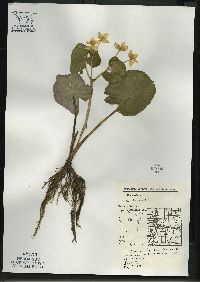 Caltha palustris image