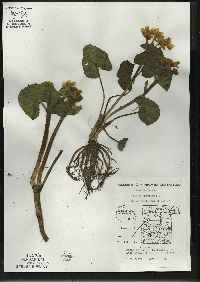 Caltha palustris image