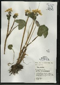 Caltha palustris image