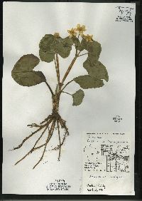 Caltha palustris image