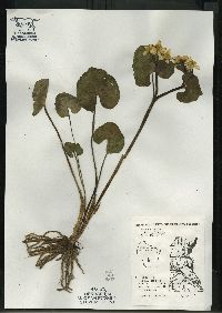 Caltha palustris image