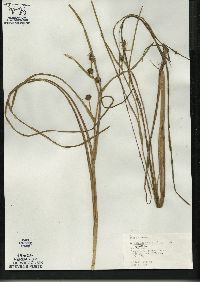 Sparganium angustifolium image