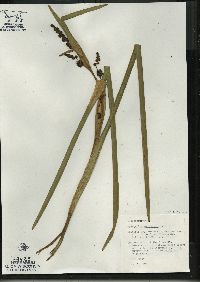 Sparganium eurycarpum image