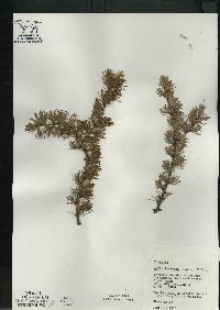 Larix laricina image