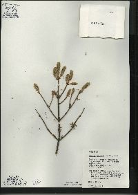 Picea mariana image