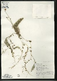 Utricularia intermedia image