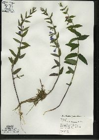 Scutellaria galericulata image