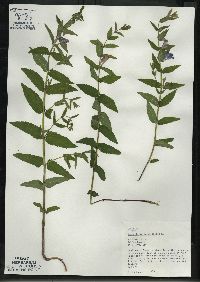 Scutellaria galericulata image