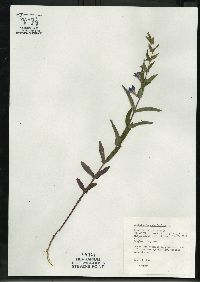 Scutellaria galericulata image