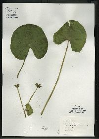 Caltha palustris image