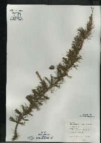 Larix laricina image