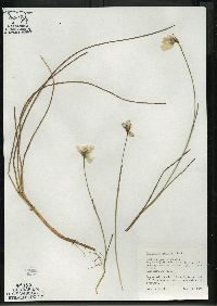 Eriophorum gracile image