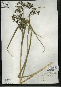 Scirpus microcarpus image