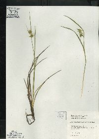 Carex michauxiana image