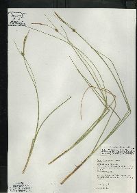 Carex oligosperma image