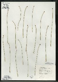 Utricularia cornuta image