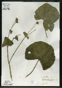 Caltha palustris image