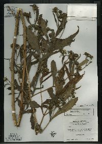 Bidens connata image