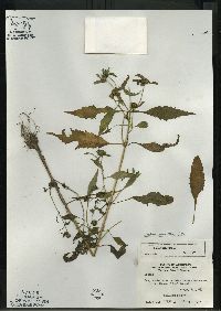 Bidens connata image