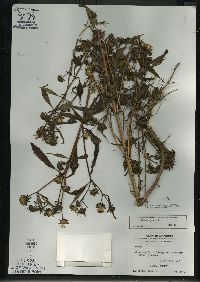 Bidens connata image