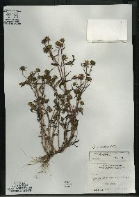 Bidens connata image