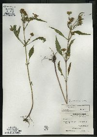 Bidens connata image