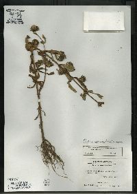 Bidens tripartita image